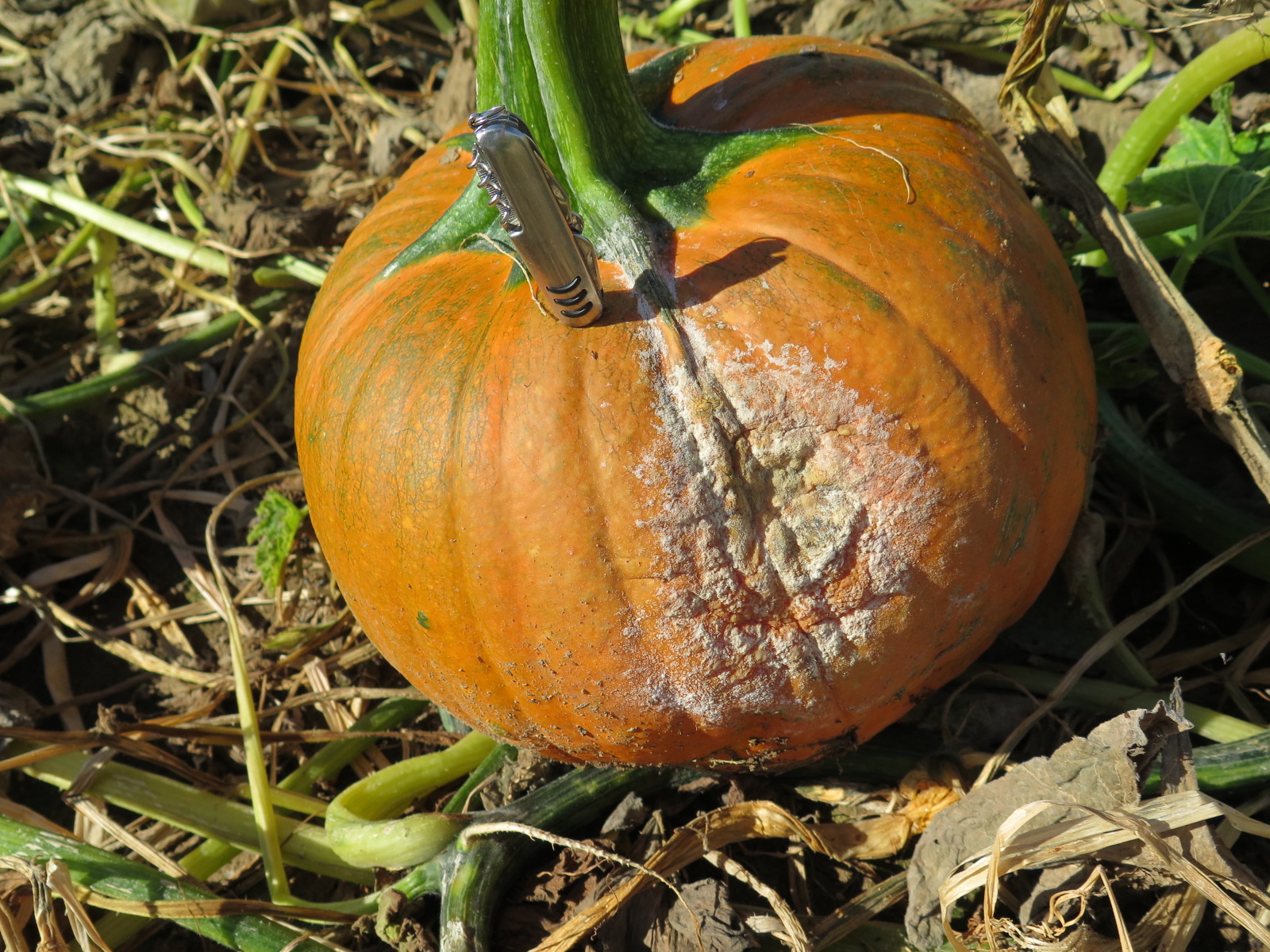  Figure 1. Phytophthora fruit rot of pumpkin.