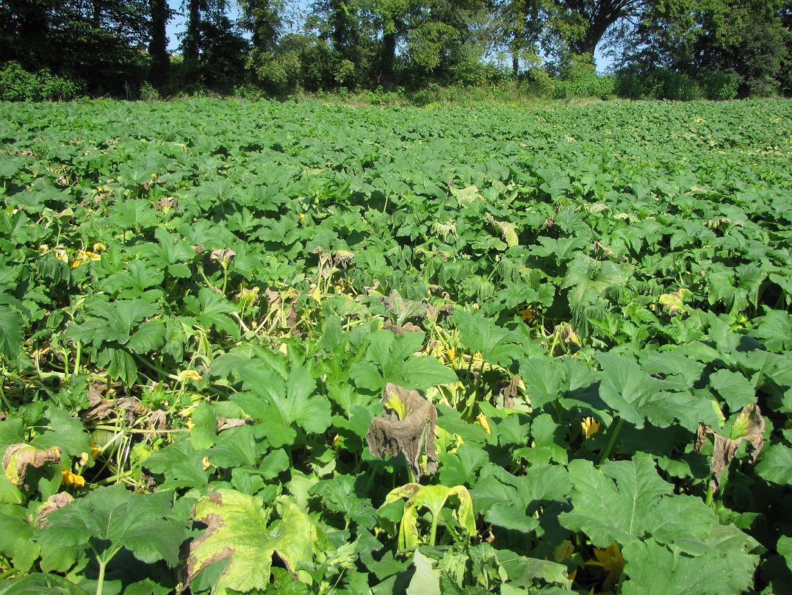 Figure 11. Often the first symptom of Phytophthora blight of pumpkins is the wilt and decline of plants caused by lesions on stems.   