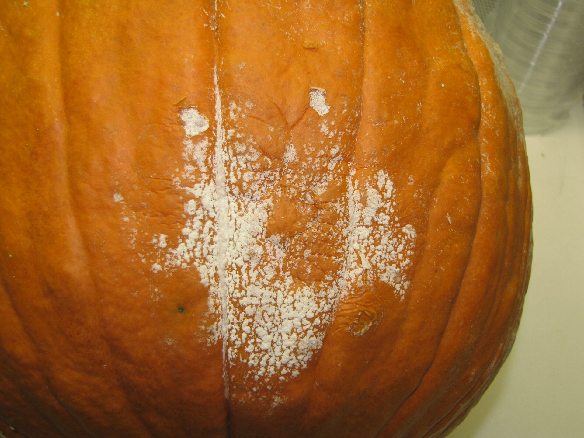 Figure 2. Phytophthora fruit rot of pumpkin.