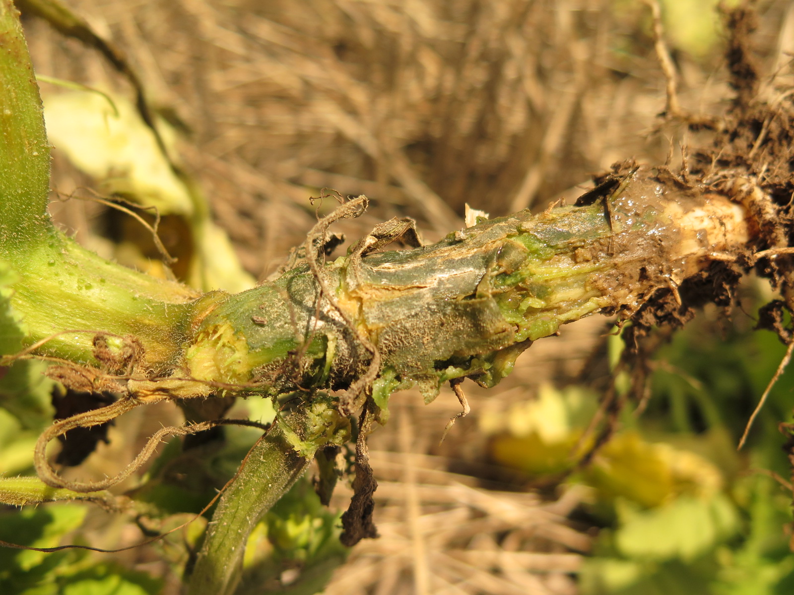 Figure 4. Phytophthora blight of pumpkin on crown.