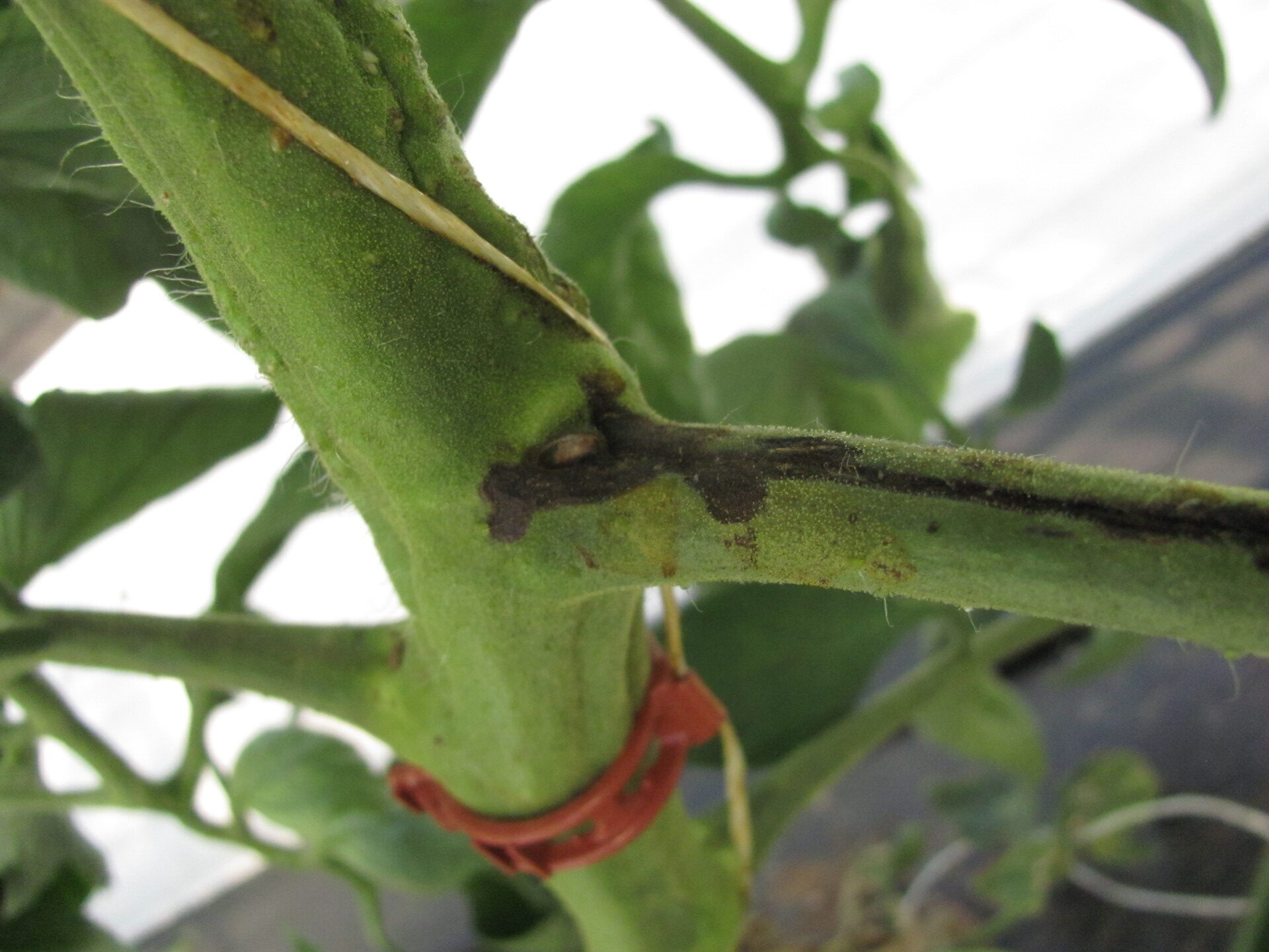 Figure 2. Dark pith necrosis lesion on tomato stem.
