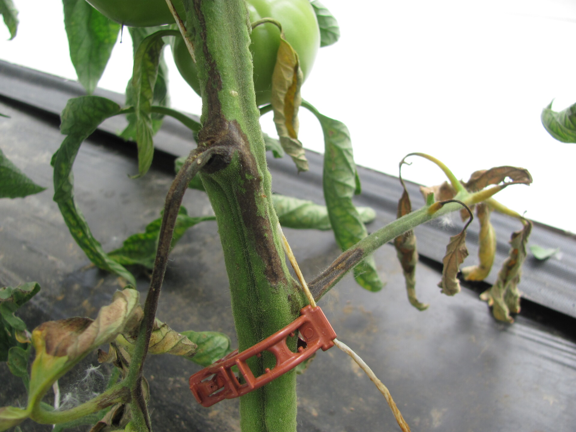 Figure 4. A dark lesion of tomato pith necrosis extends along the stem and leaf petioles.