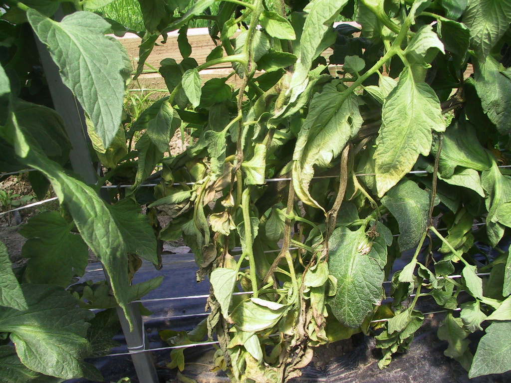 Figure 8. A portion of a tomato plant with symptoms of pith necrosis has begun to wilt due to stem lesions.