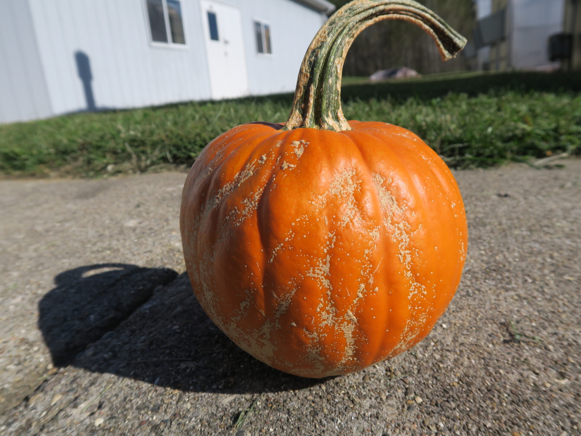 Figure 3. Plectosporium blight of pumpkin.