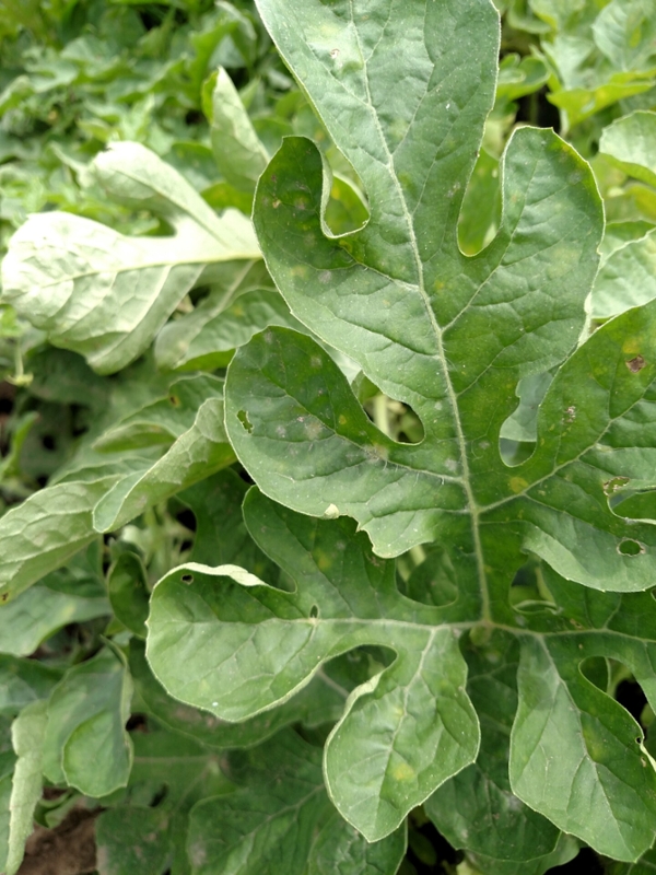 Figure 1. Leaf lesions of powdery mildew of watermelon may be white due to the sporulation of the fungus or colonies on the reverse of the leaf may show up chlorotic.