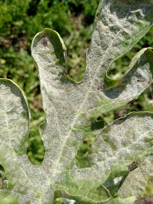 Figure 2. Leaf with sporulation of powdery mildew.