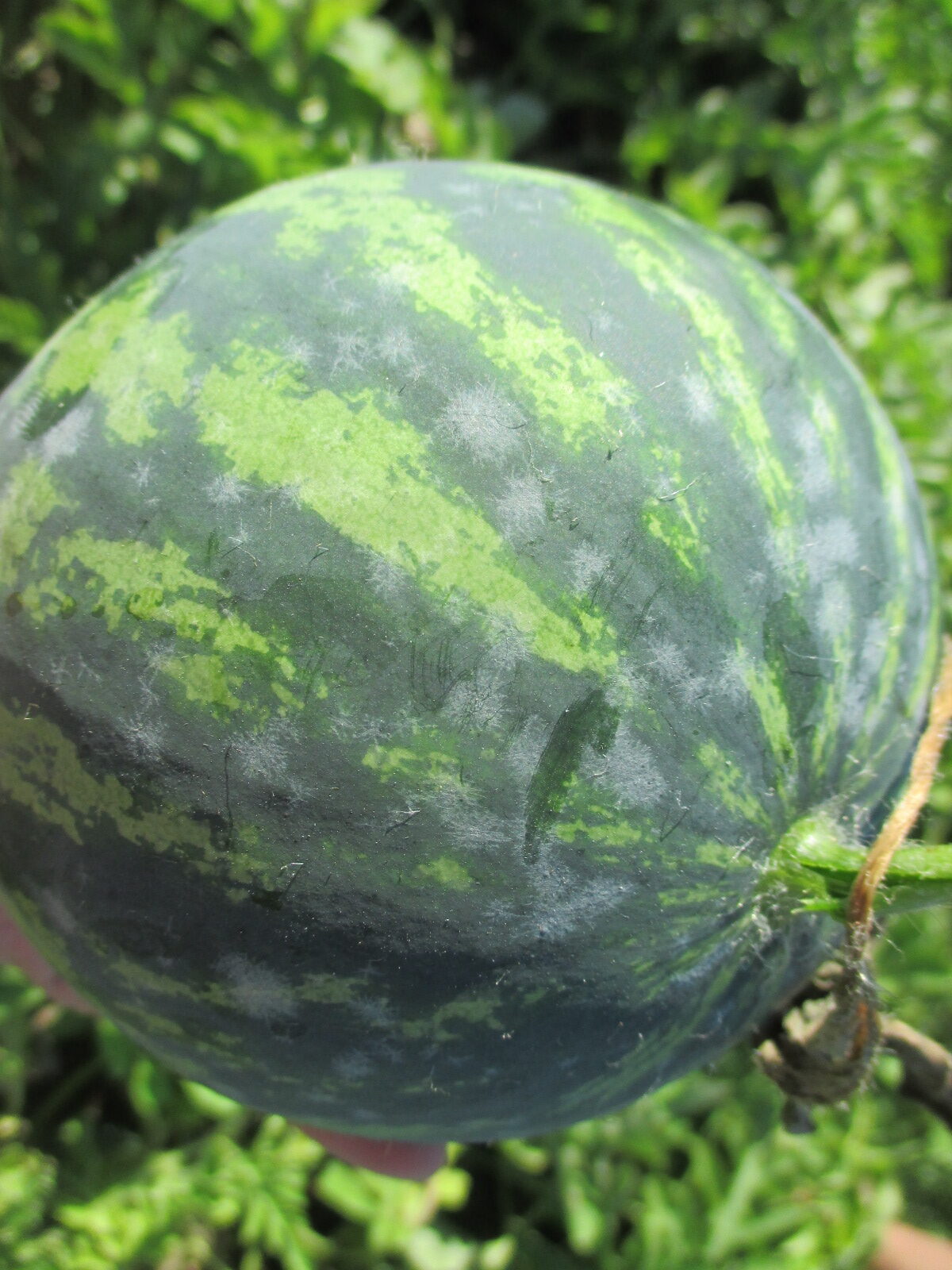 Figure 3. Powdery mildew of watermelon fruit. (Photo by Wenjing Guan.)