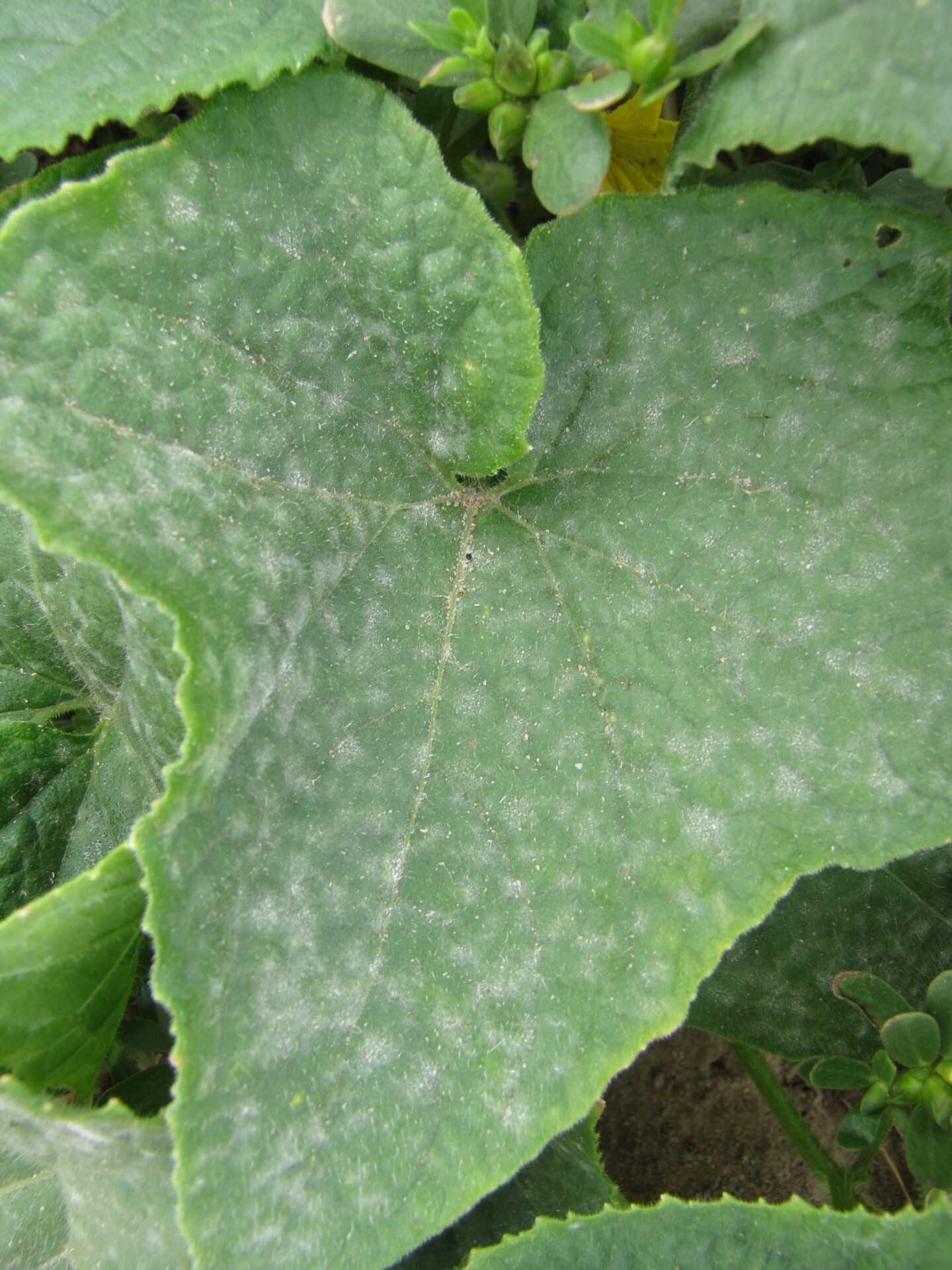 Figure 1. Powdery mildew of cucumber.