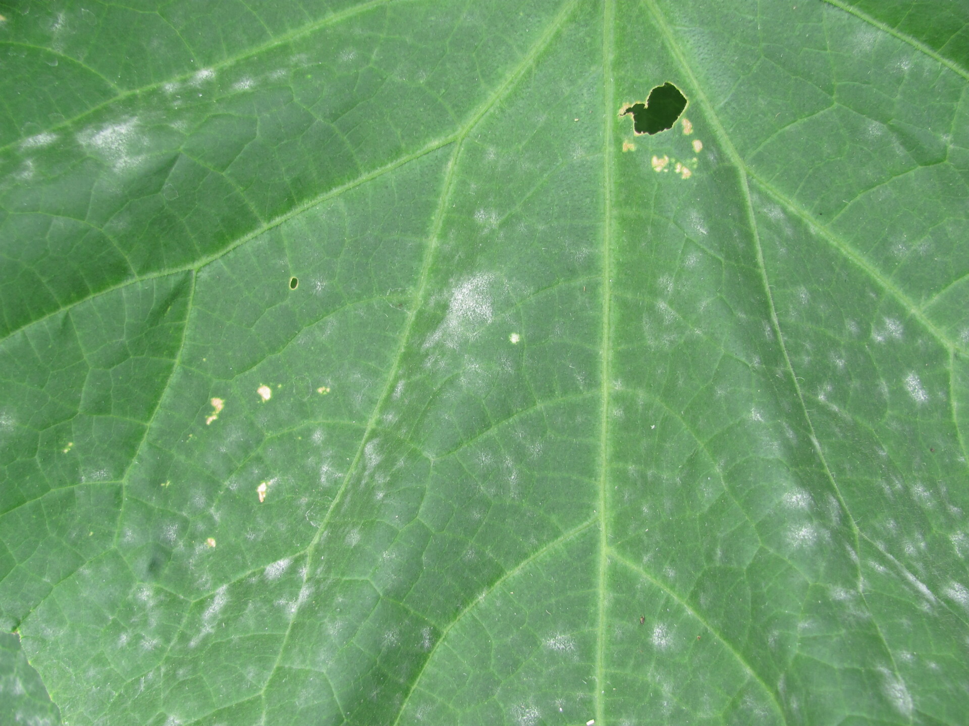 Figure 2. Powdery mildew of cucumber.