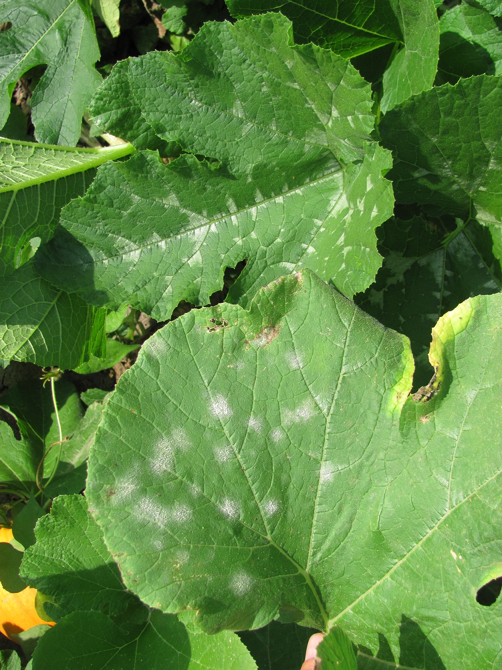 Figure 4. Powdery mildew lesions can be observed on the lower leaf in this photo.  The upper leaf has light colored variegation that are sometimes mistaken for powdery mildew.  