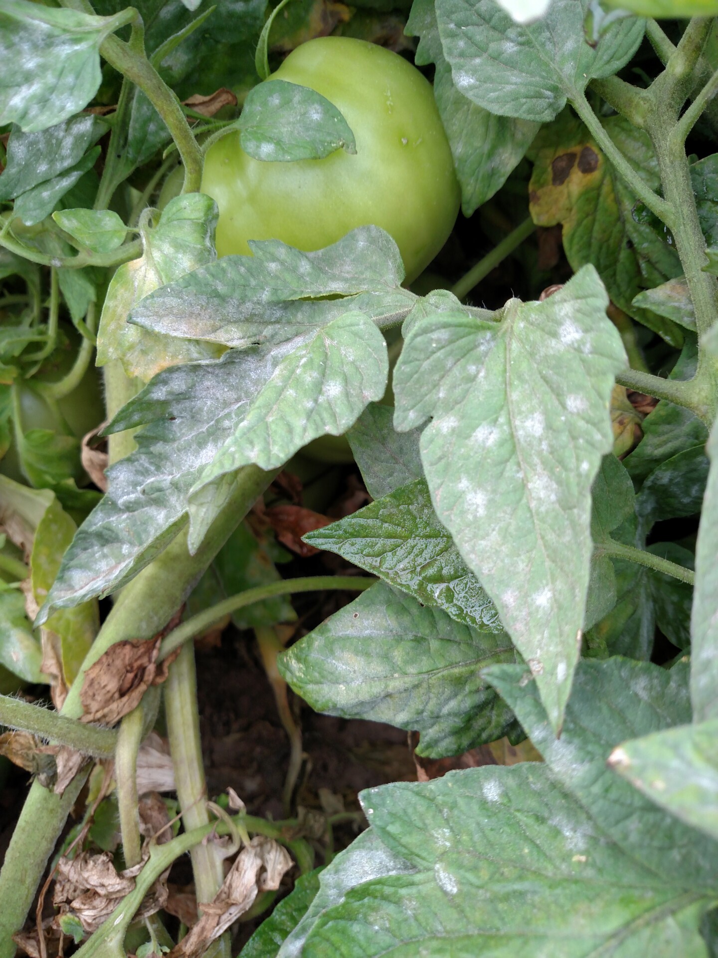 Figure 2. Powdery mildew of tomatoes has covered much of the leaf surfaces shown here.