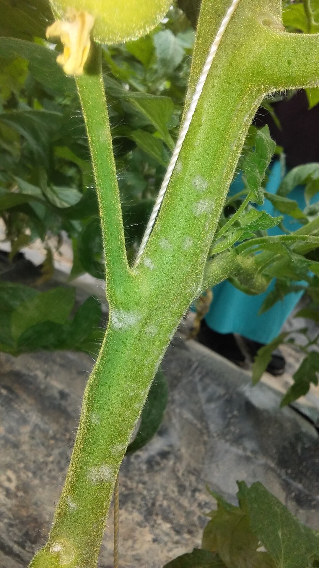 Figure 4. Lesions of powdery mildew of tomato on stem.
