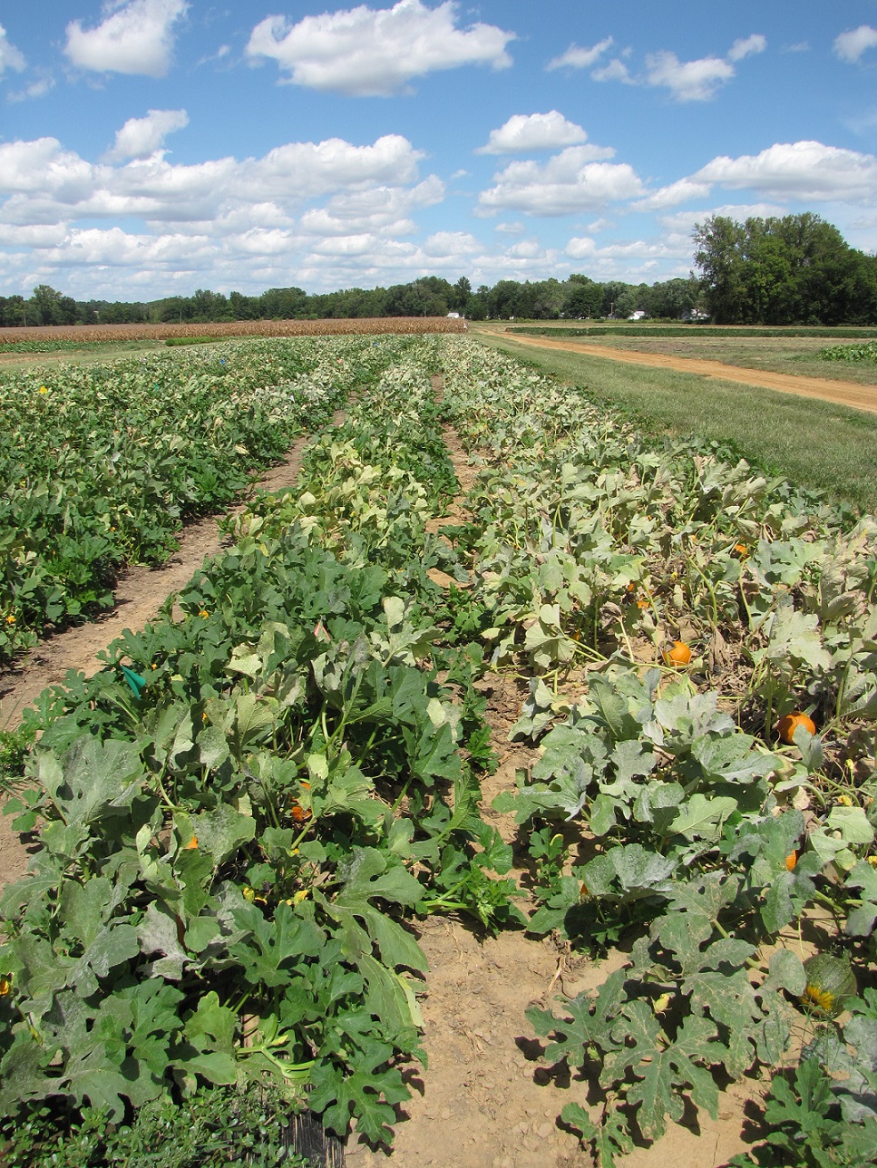 Figure 2. A fungicide trial for products for powdery mildew of pumpkin.  The untreated row on the right has significant symptoms of powdery mildew.  The adjacent row to the left has been treated with a systemic fungicide and has relatively mild symptoms.  
