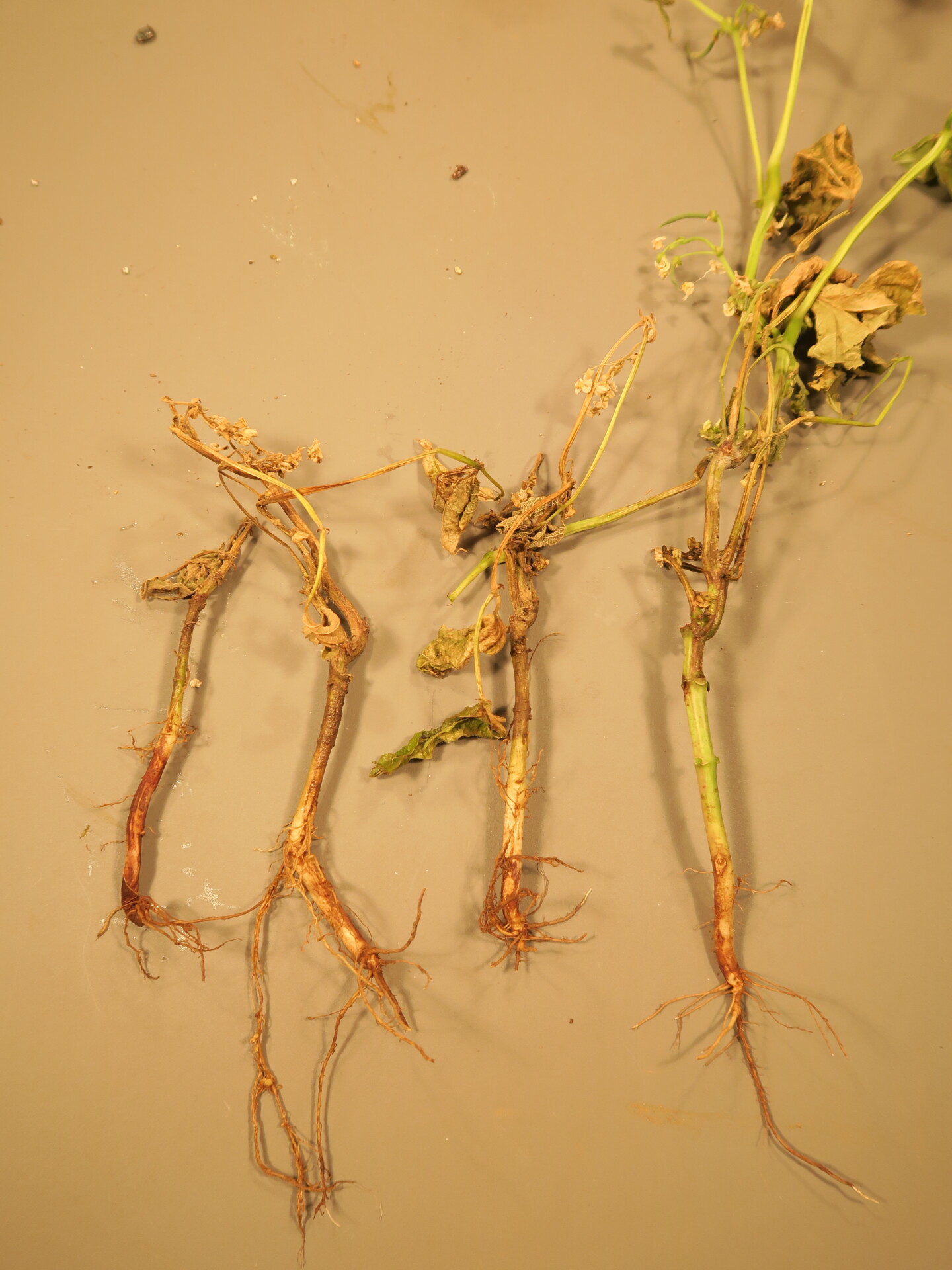 Pythium root rot of green bean