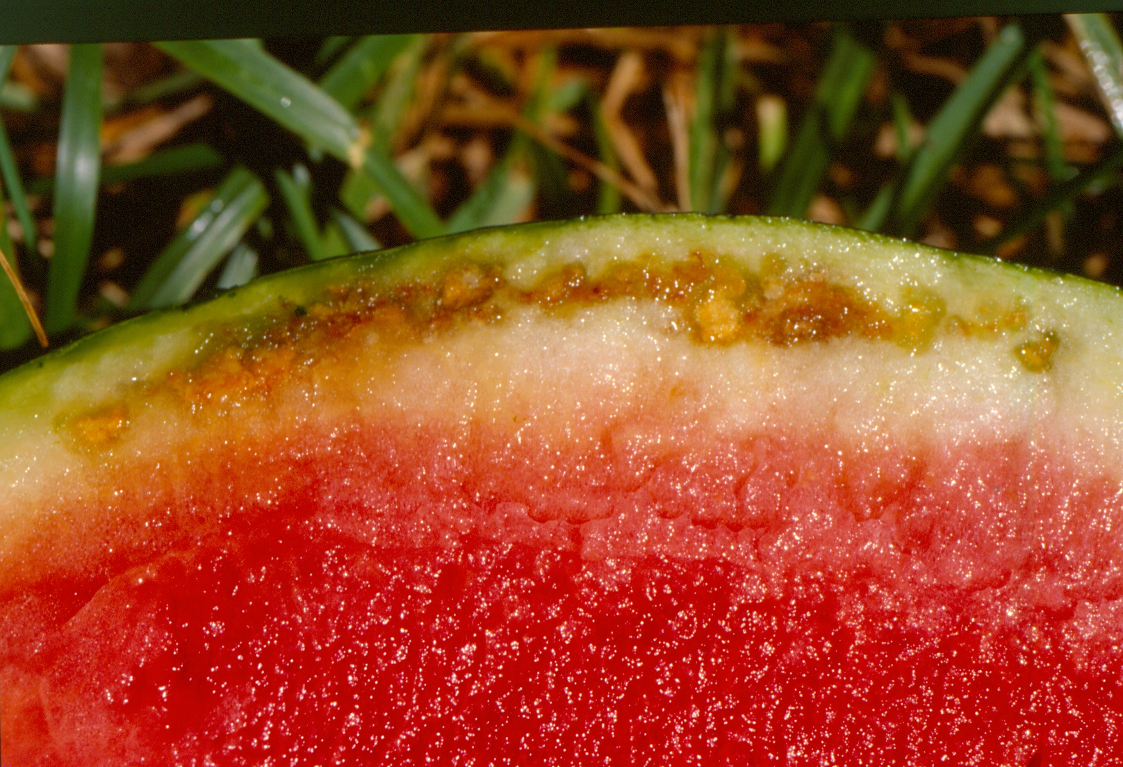 Figure 1. Rind necrosis of watermelon