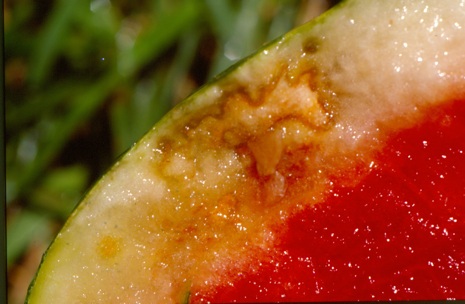Figure 2. Rind necrosis of watermelon