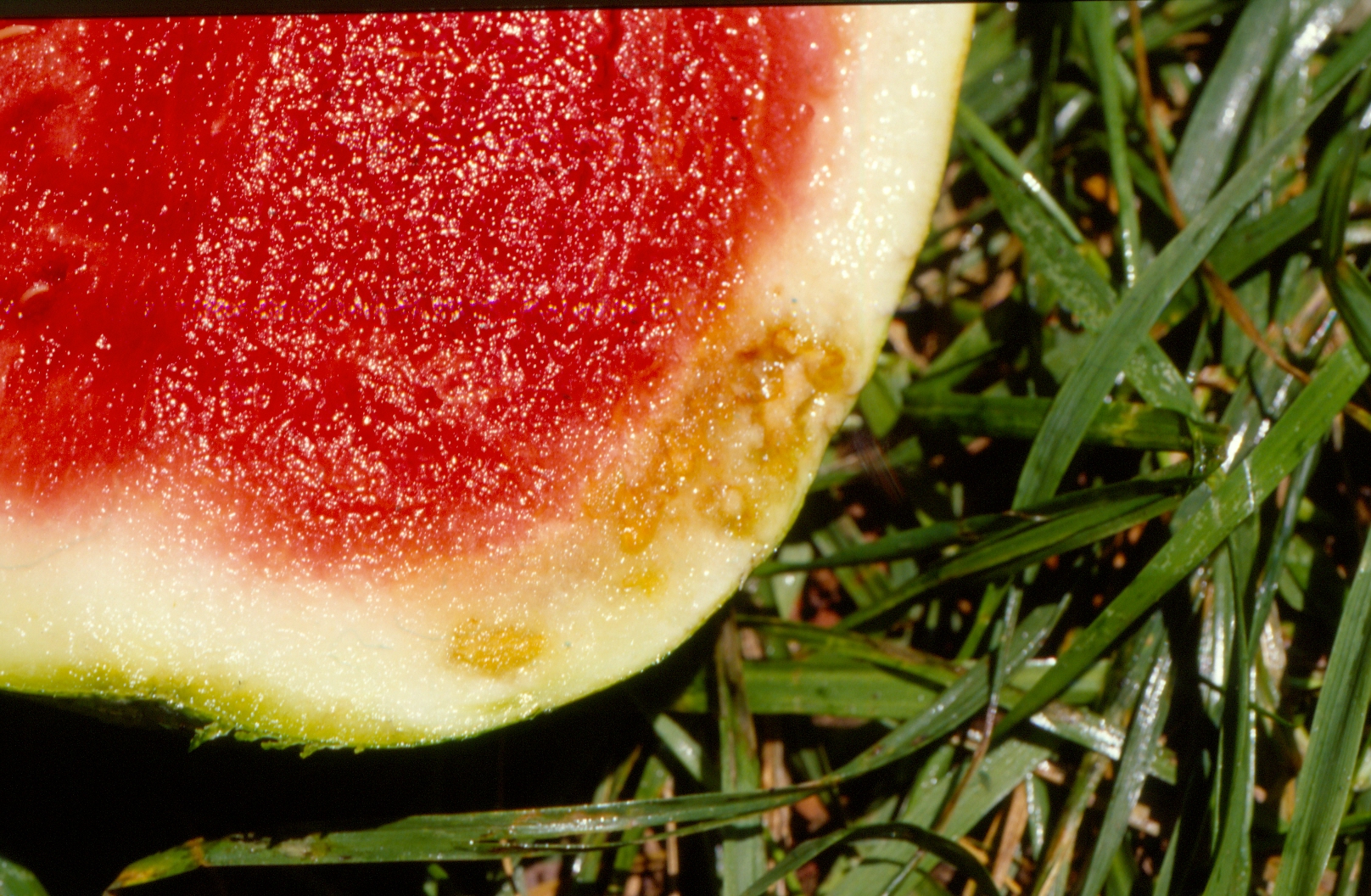 Figure 3. Rind necrosis of watermelon