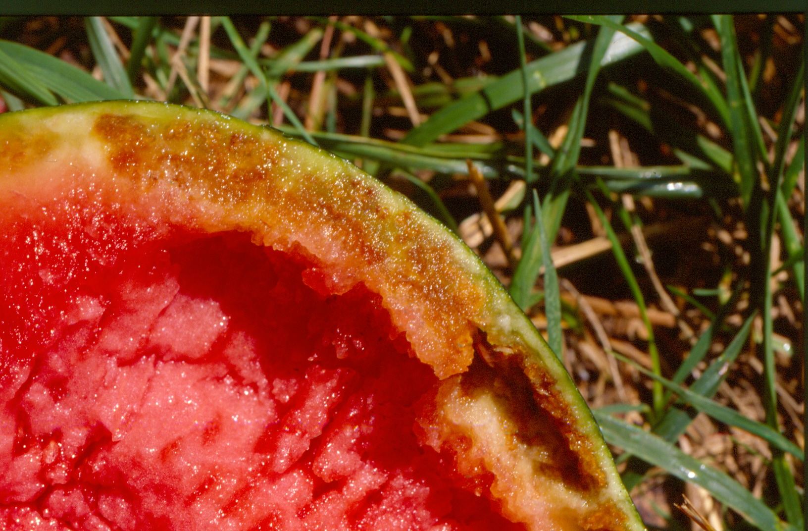 Figure 4. Severe rind necrosis of watermelon