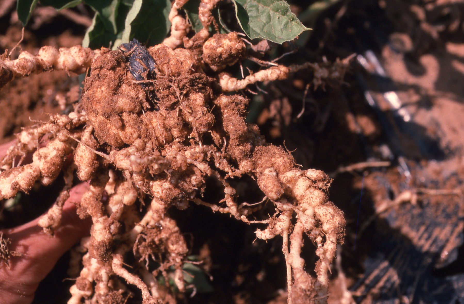 Figure 1. Roots of watermelon with galls due to root knot nematode.