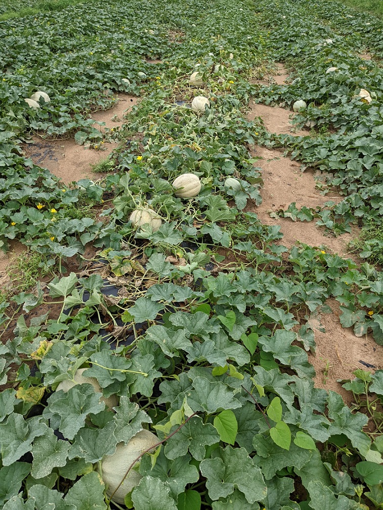 Figure 2. Root knot nematode of cantaloupe. Note wilt of affected plants.