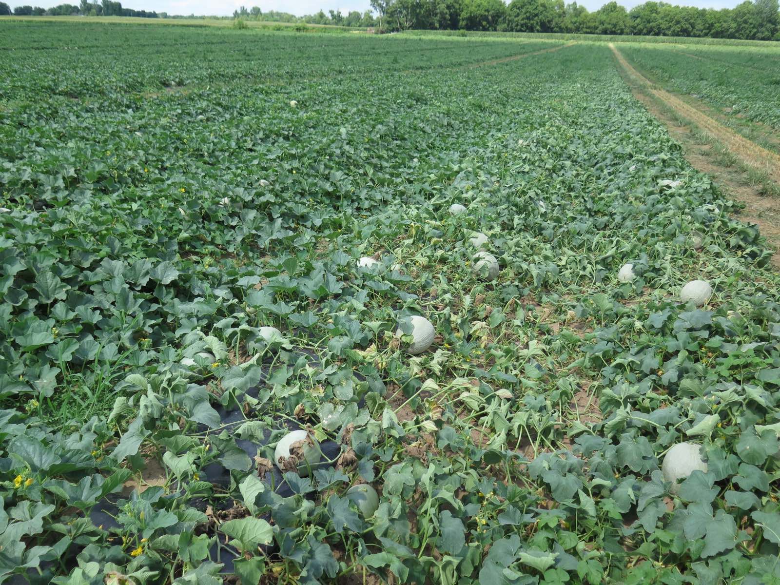 Figure 3. Root knot nematode of cantaloupe. Note wilt of affected plants is on hill.