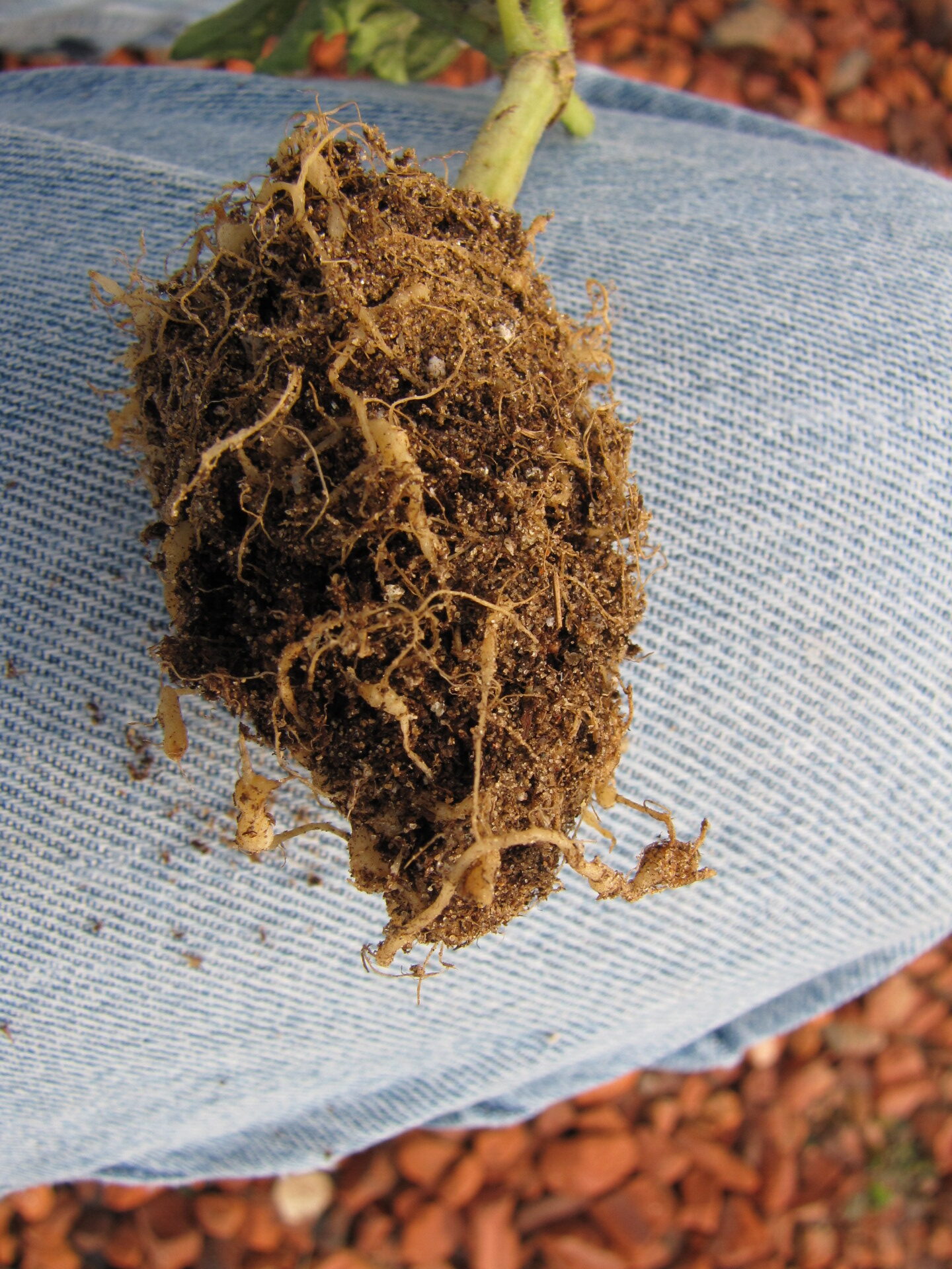 Figure 5. Close up of watermelon roots of transplant with galls.