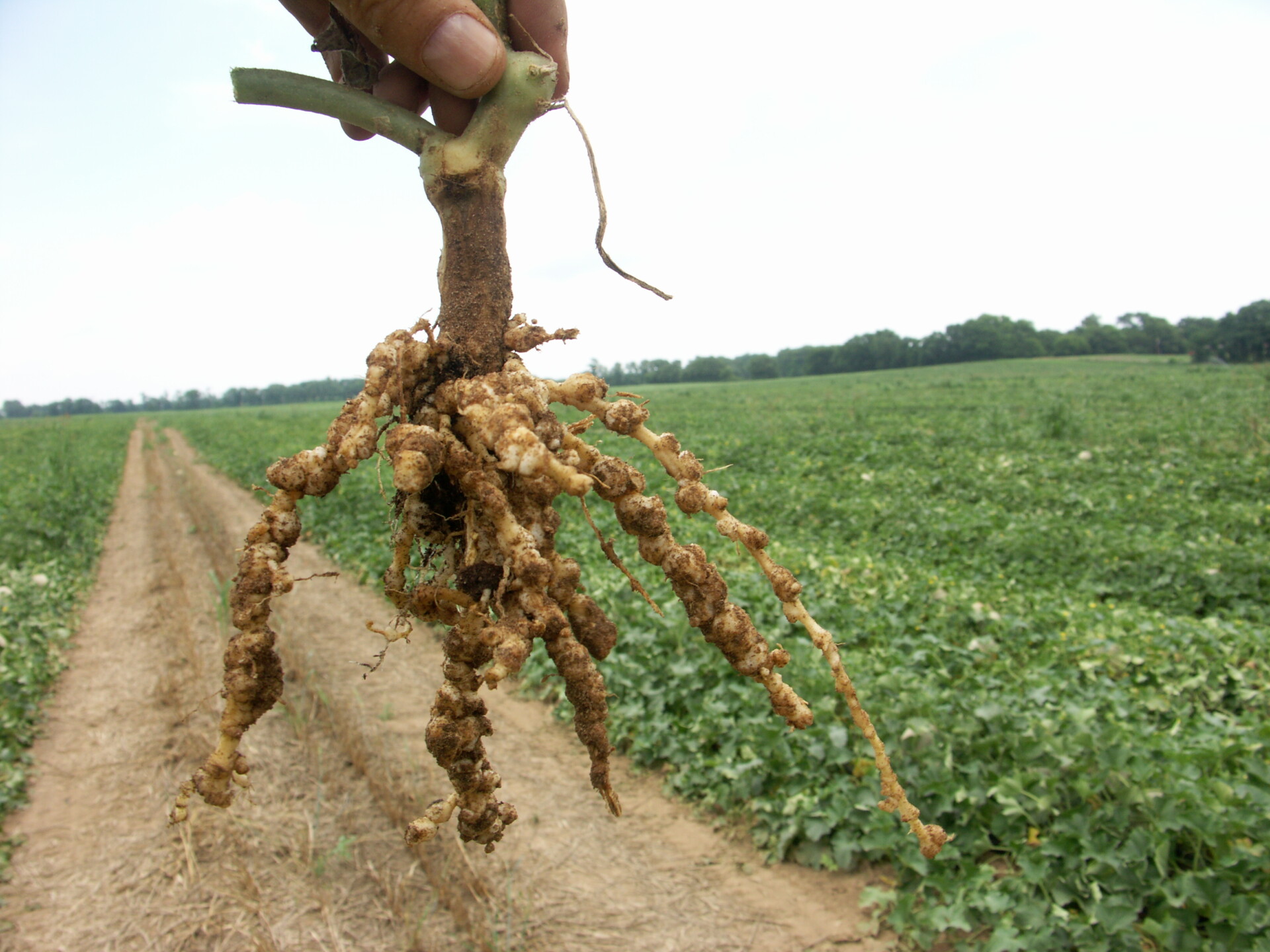 Figure 5. Root knot nematode of cantaloupe. Affected roots with galls is held up against background of wilted plants.