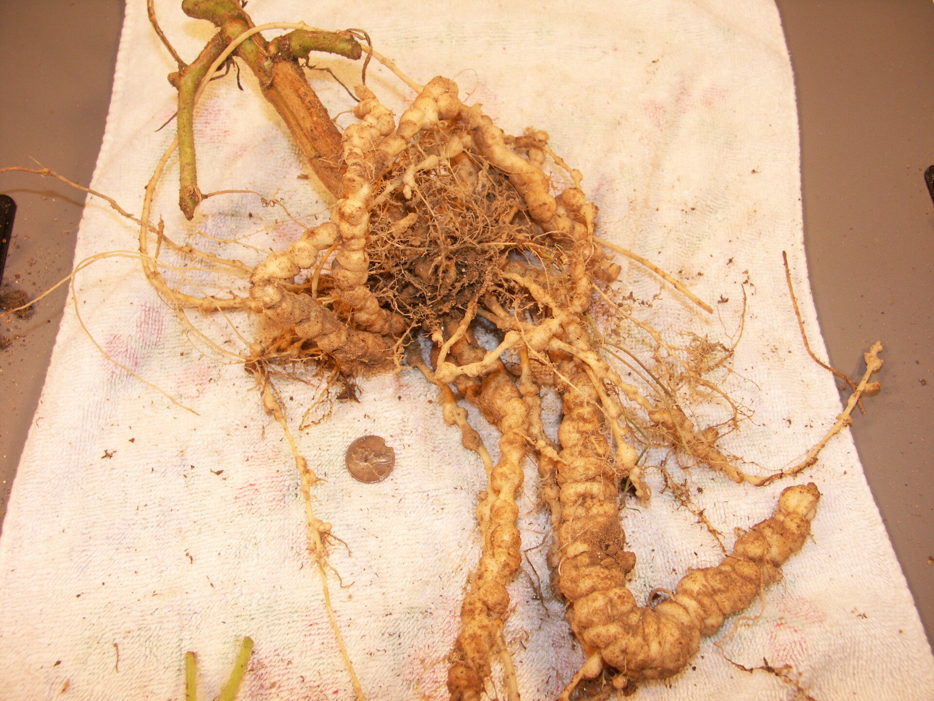 Figure 6. Severe root knot nematode galls on watermelon roots.
