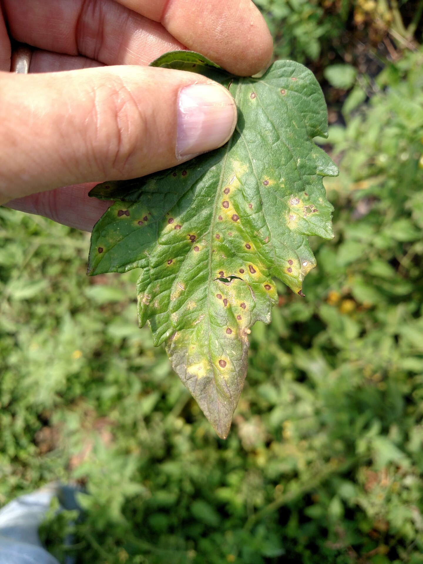 Figure 3. Septoria leaf spot of tomato.