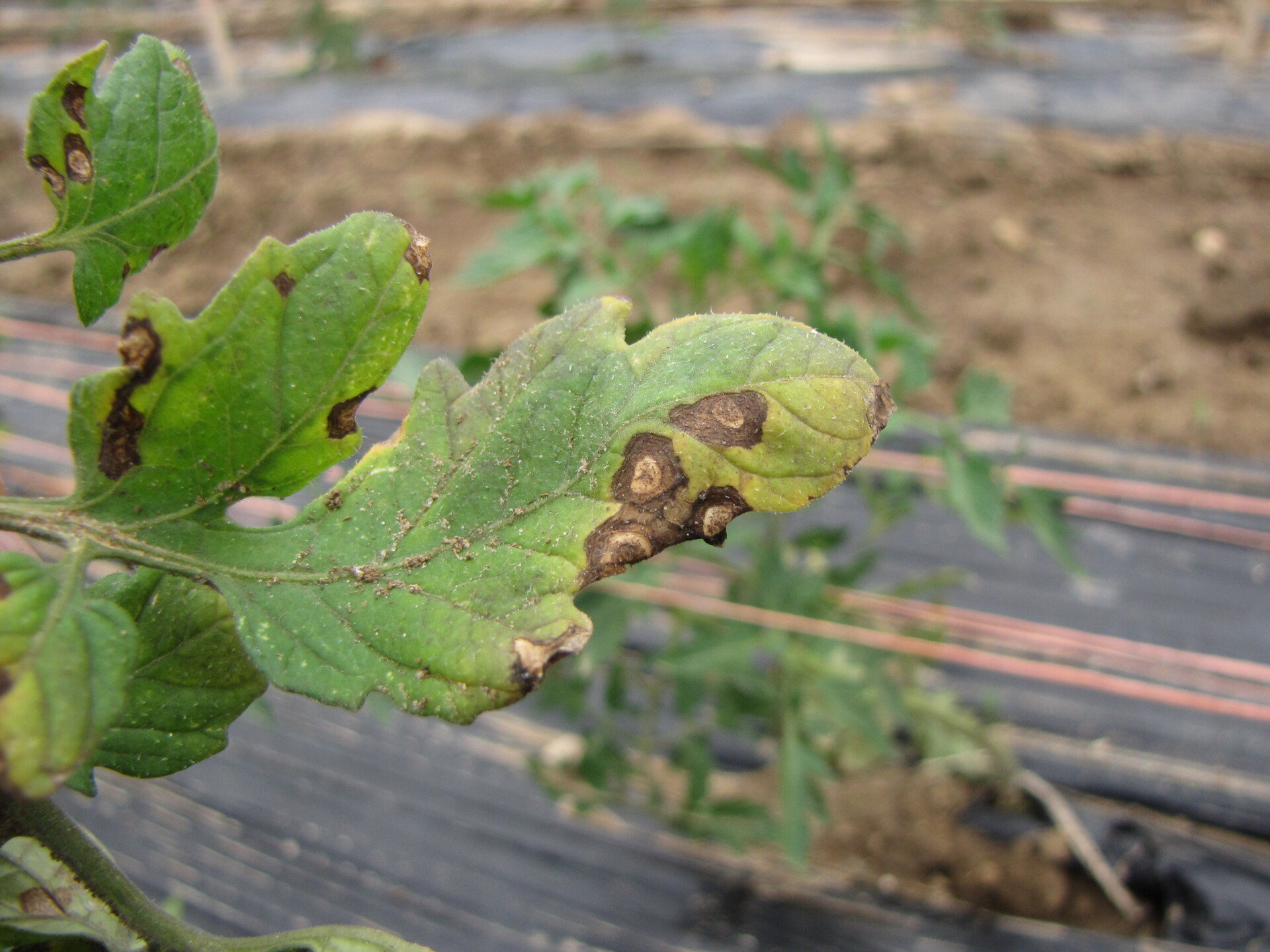 Figure 6. Lesions of Septoria leaf spot on a very susceptible variety.