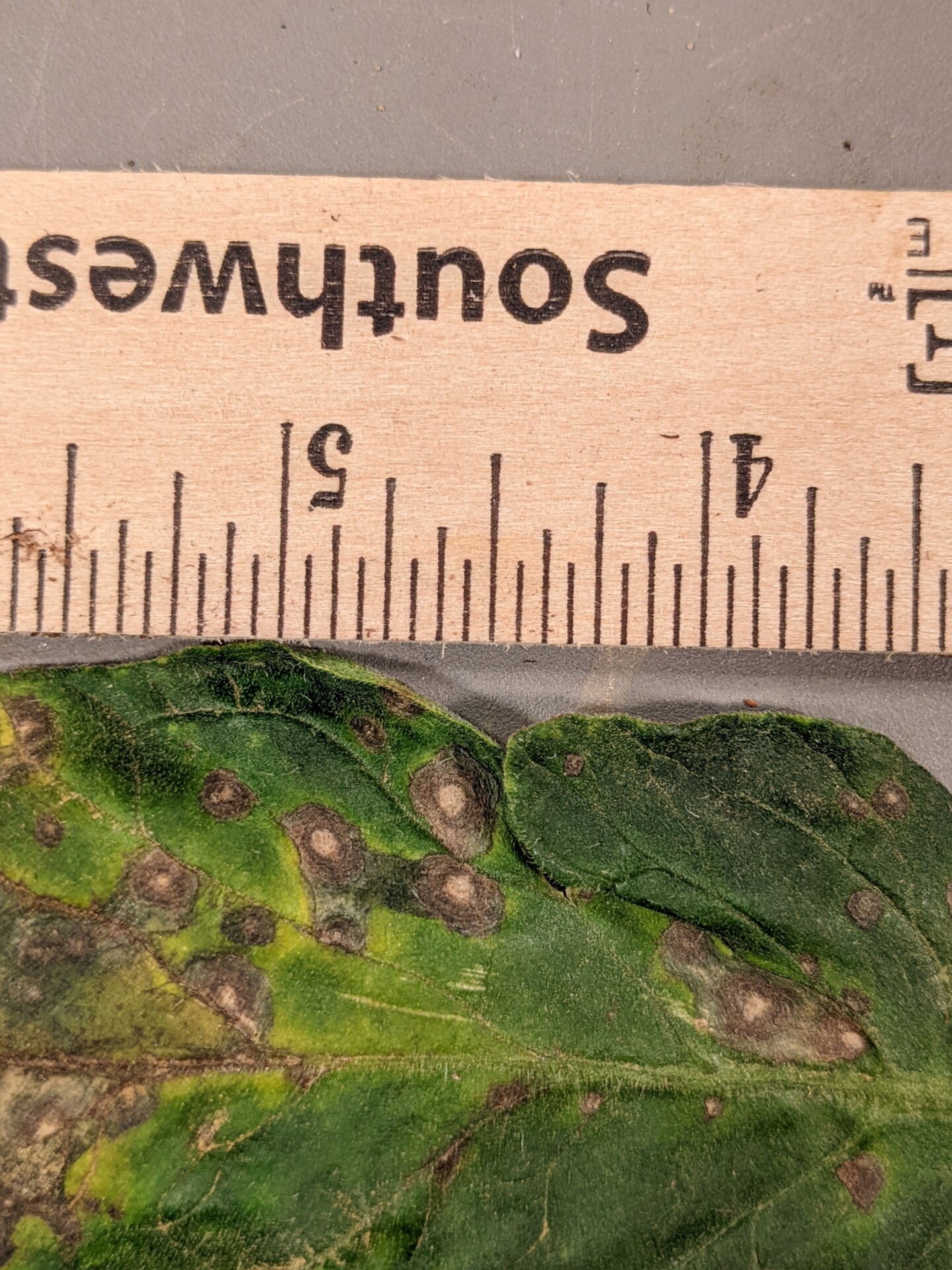 Figure 7. Septoria leaf spot of tomato.