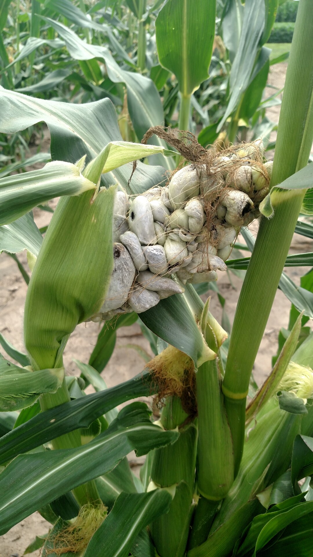 Figure 1. Smut of sweet corn.