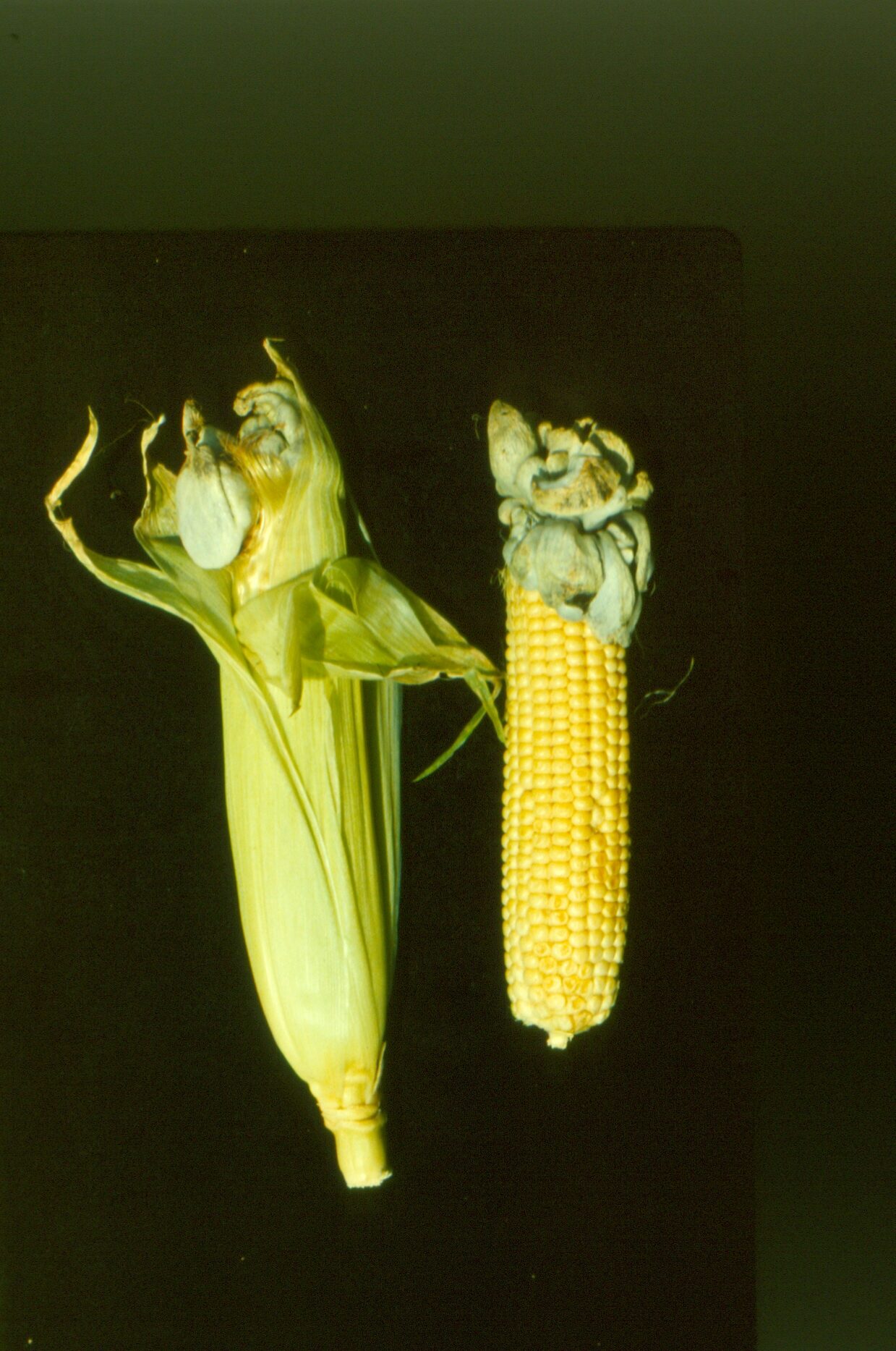 Figure 3. Corn smut.
