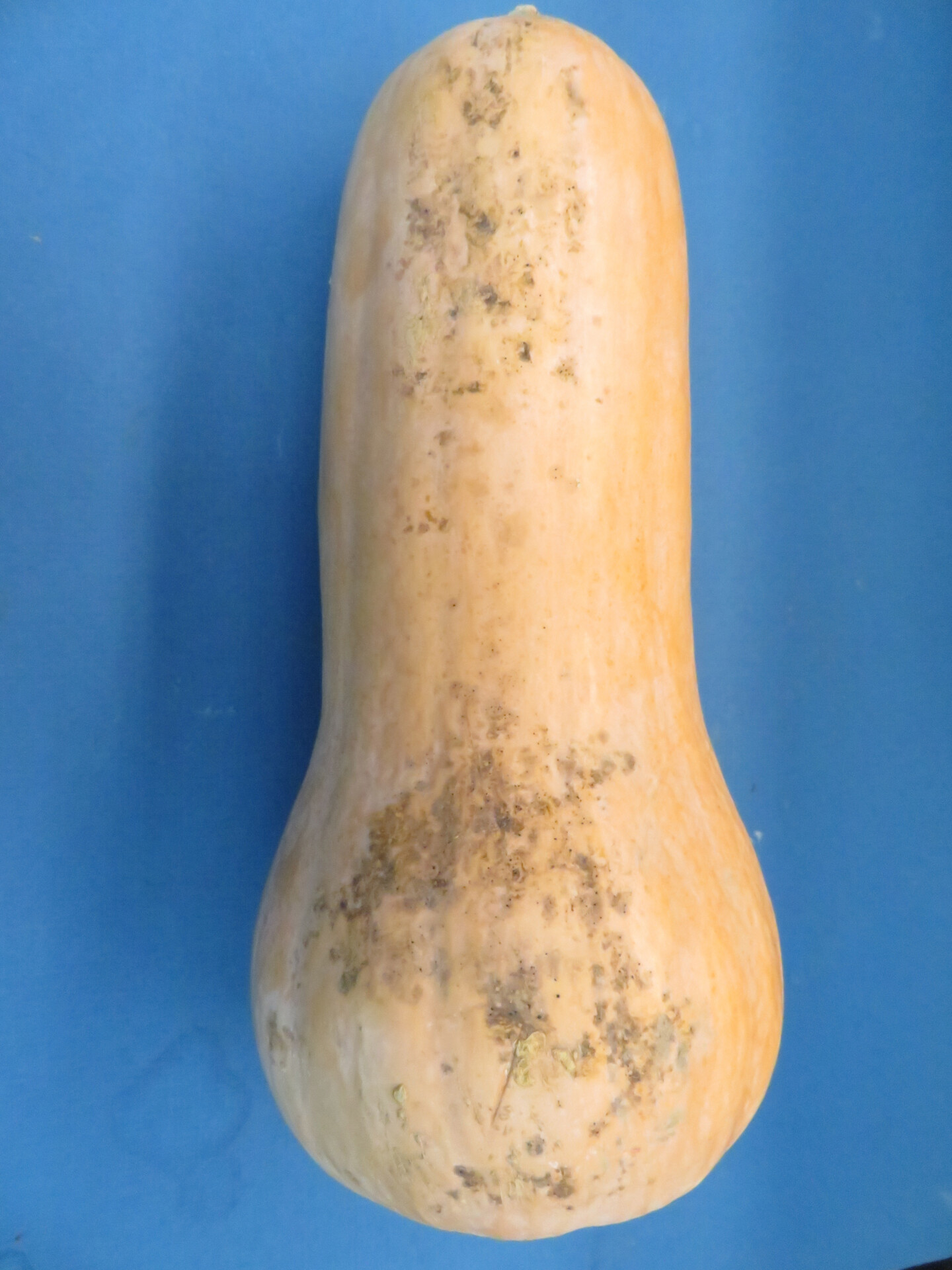 Figure 1. Sooty mold and fly speck on squash.