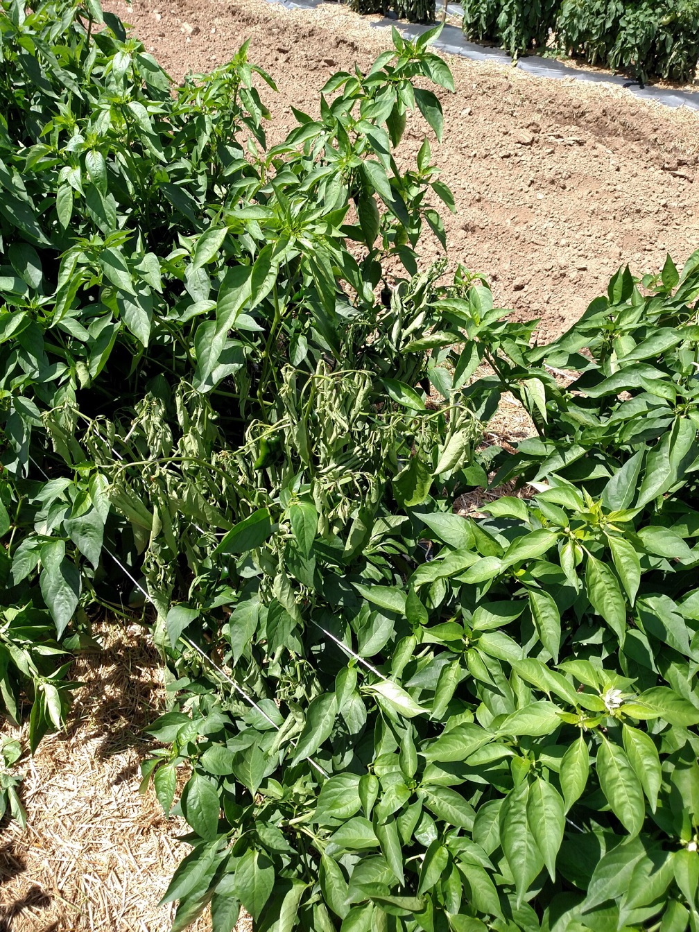 Figure 1. Pepper plant wilted due to southern blight.