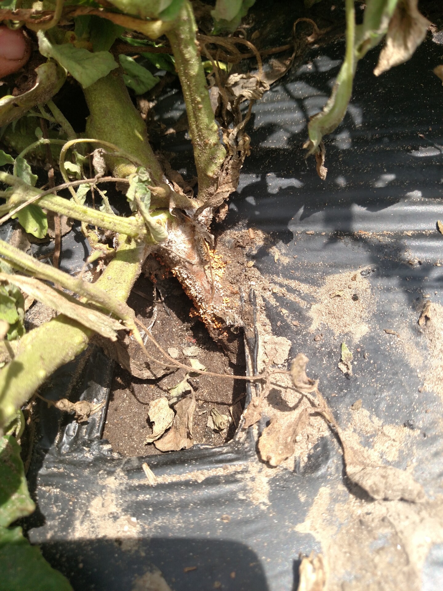 Figure 1. Southern blight can be recognized by the small sclerotia at the base of the stem. 