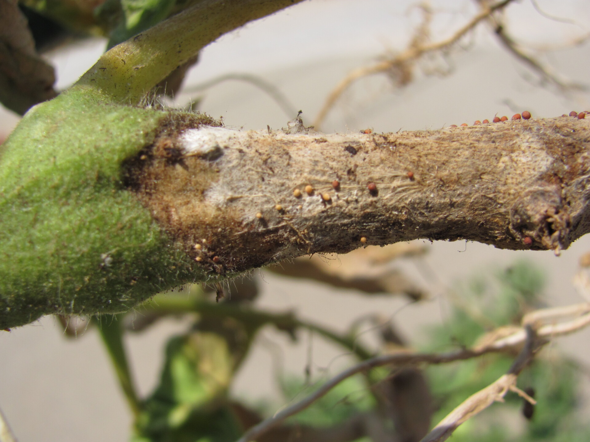 Figure 3. Southern blight of tomato.