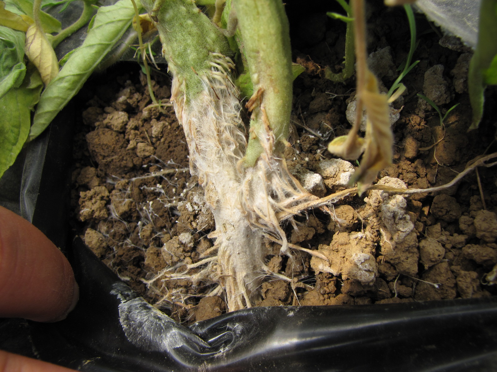 Figure 4. Base of plant with southern blight of tomato. Note sclerotia.