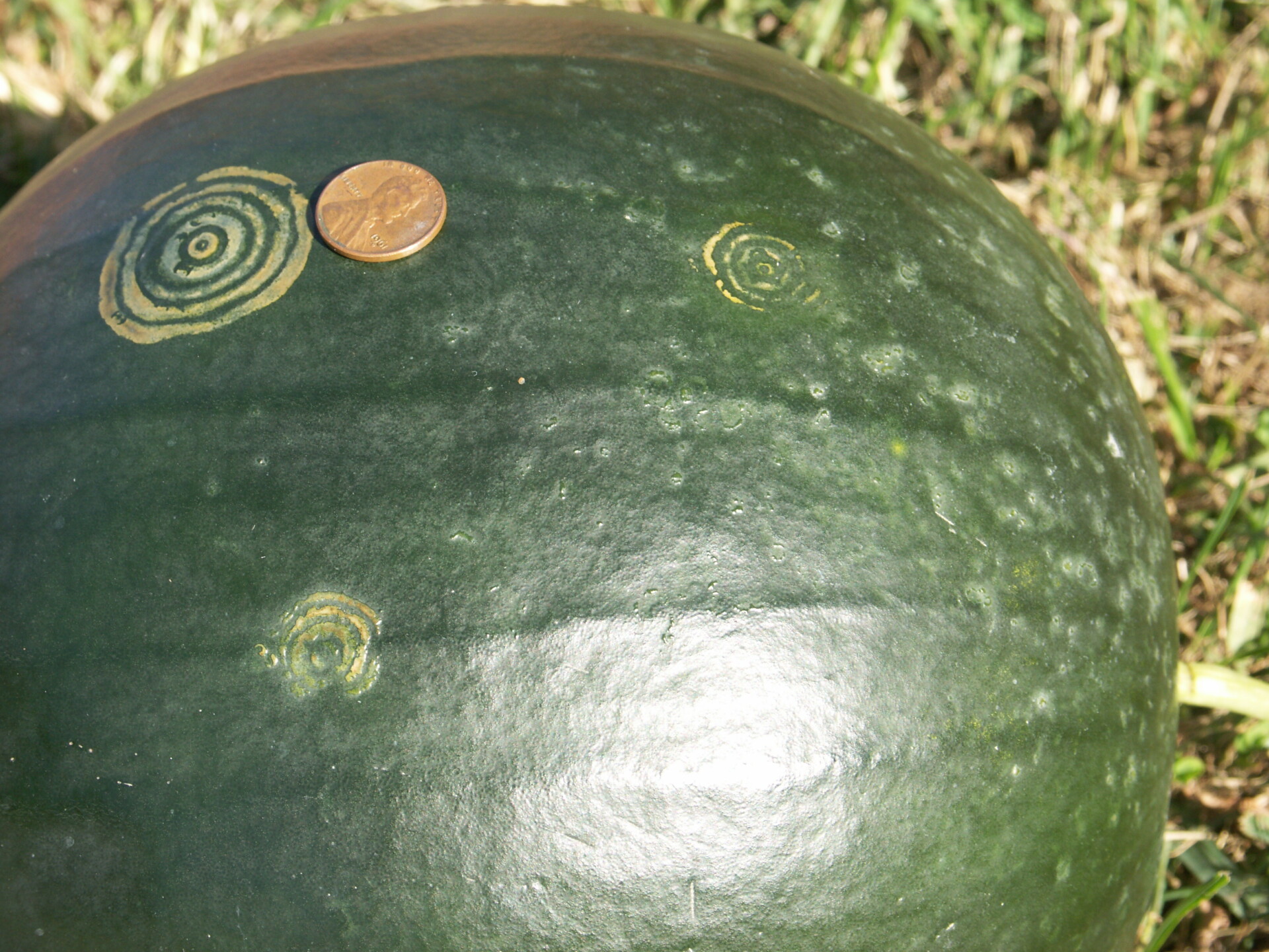 Figure 1. Target cluster of watermelon. Positive for potyvirus.