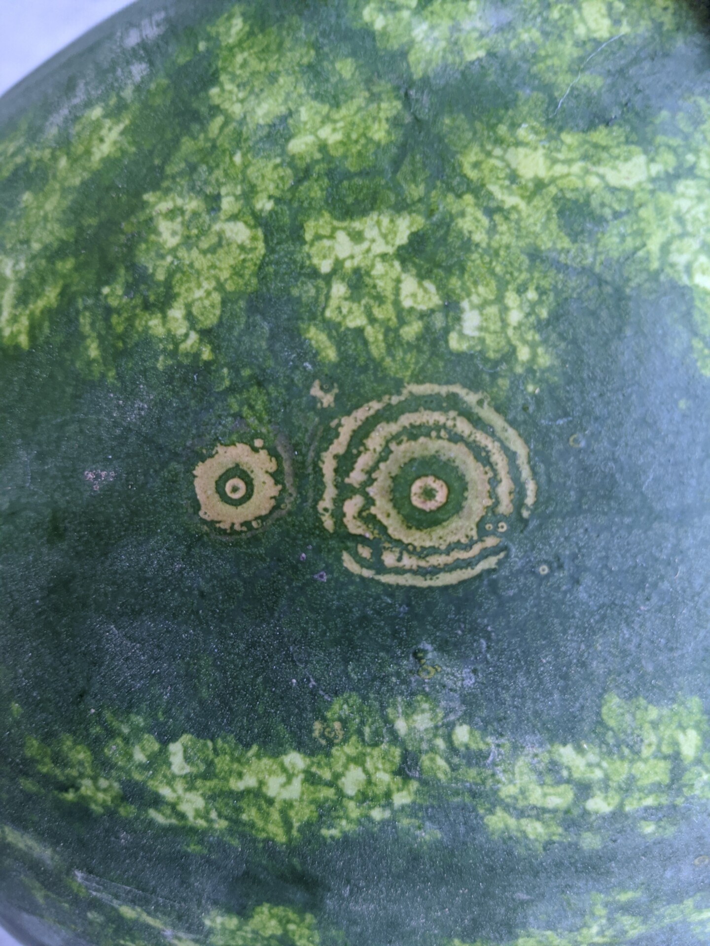 Figure 4. Target cluster of watermelon. Not analyzed for virus.