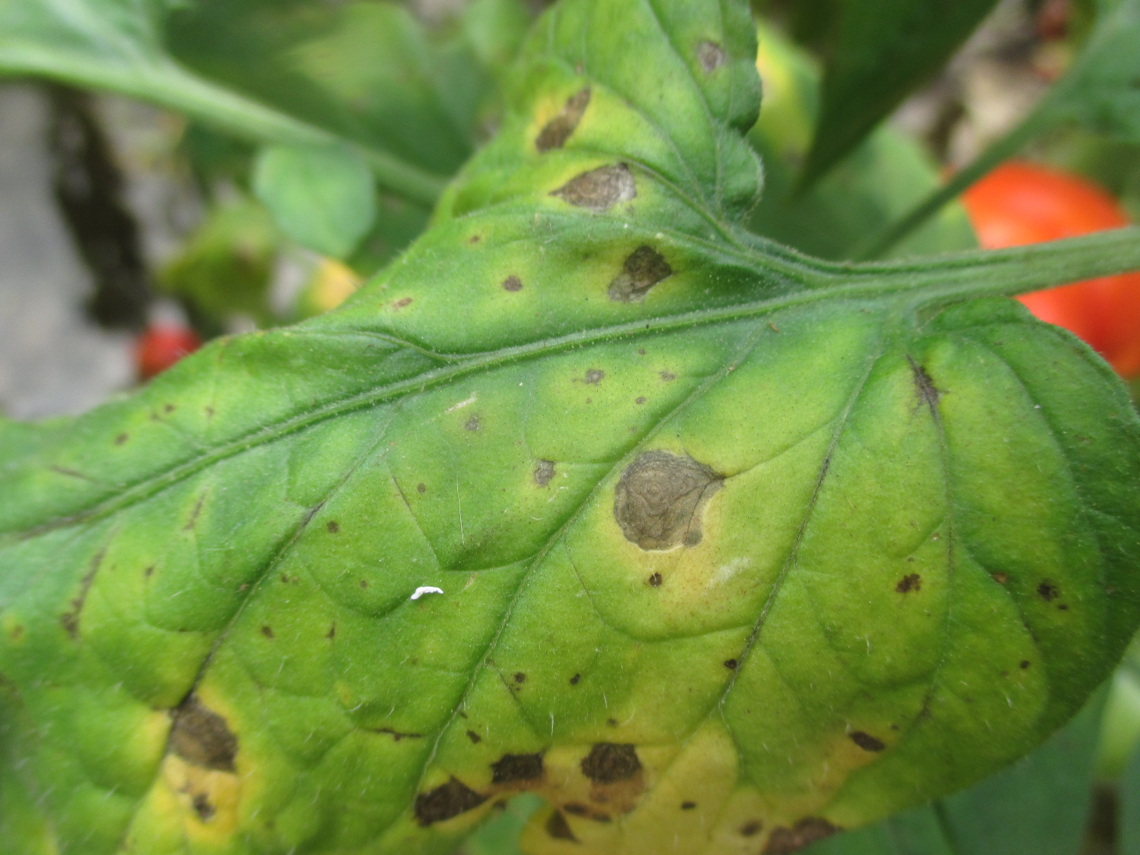 Figure 1. Target spot of tomato (Photo by Wenjing Guan).
