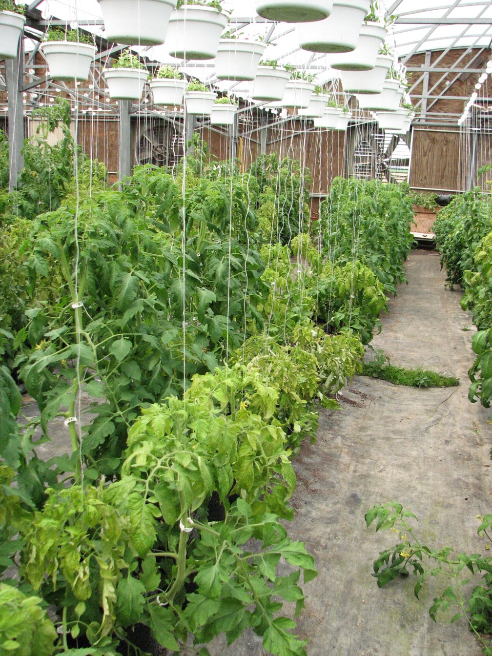 Symptoms of tomato spotted wilt virus include stunting such can be seen in the tomatoes on the right. Note the baskets of hanging flowers in the greenhouse.