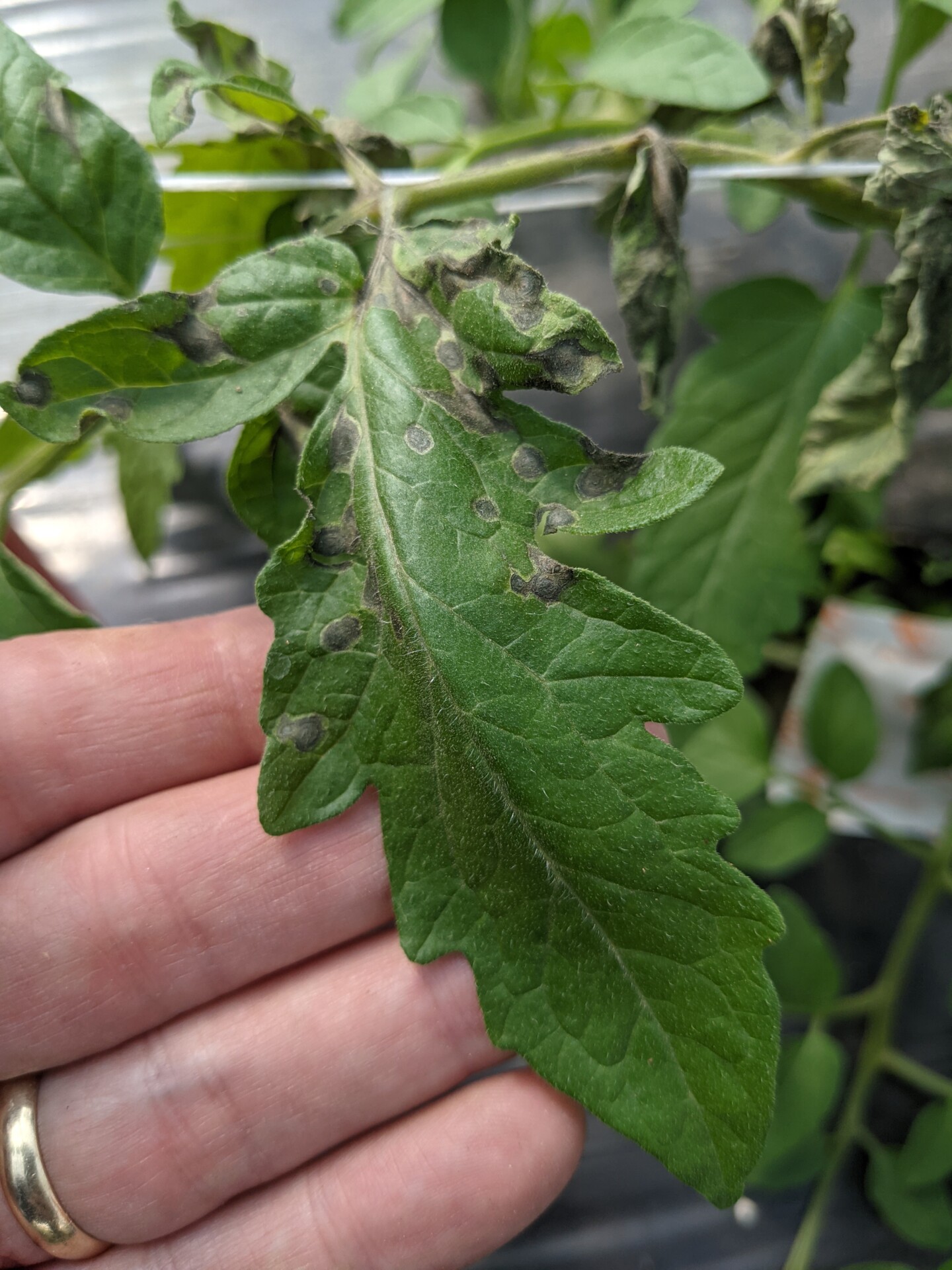 Figure 2. Tomato spotted wilt virus includes a necrotic ring spot lesion.