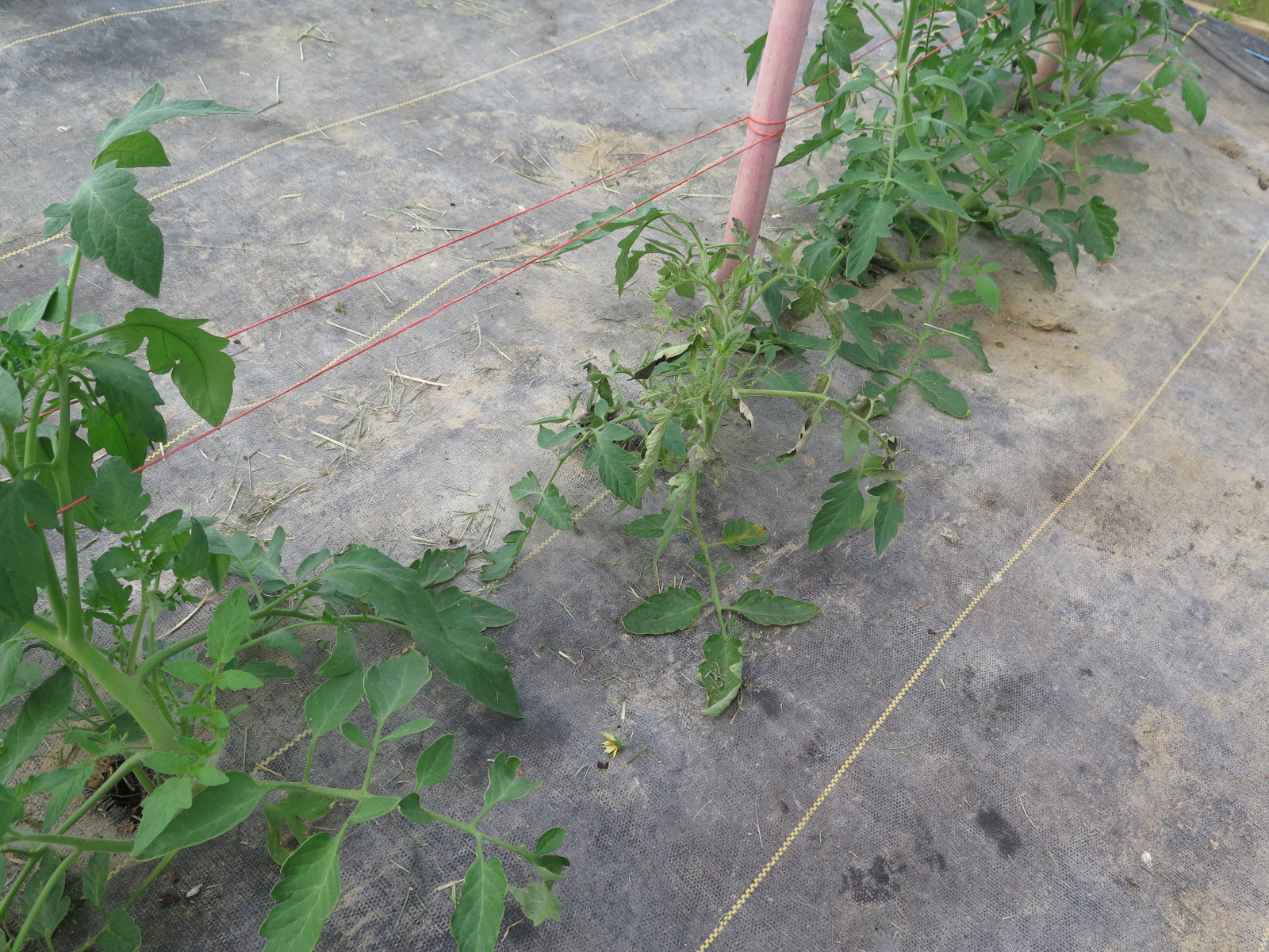 Figure 3. Tomato in center of photo is wilting due to tomato spotted wilt virus.