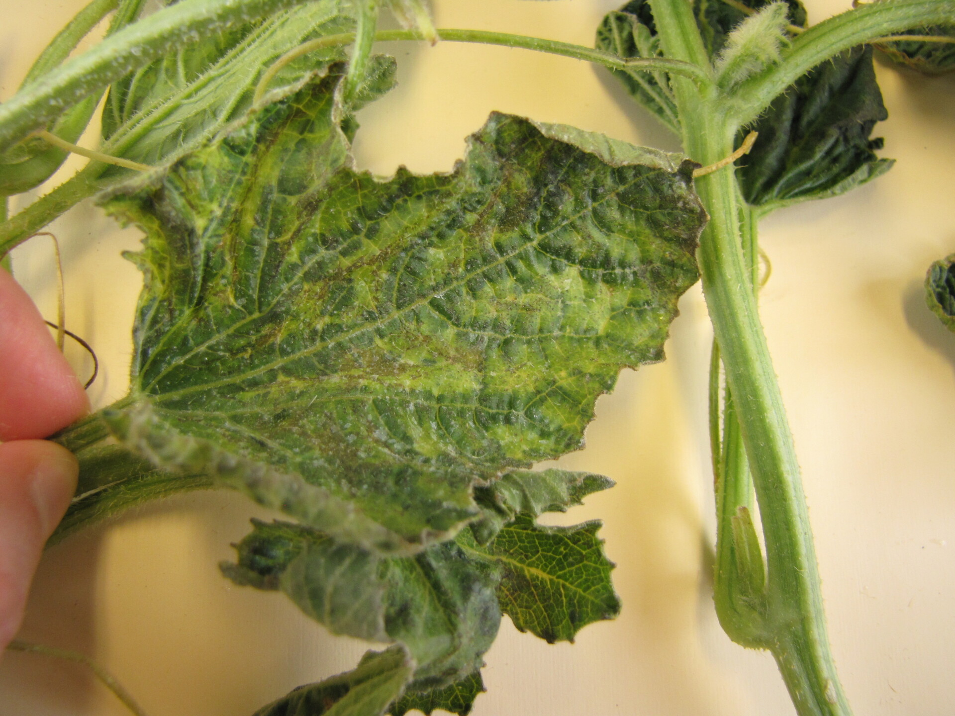 Figure 3. Watermelon leaf positive for potyvirus.