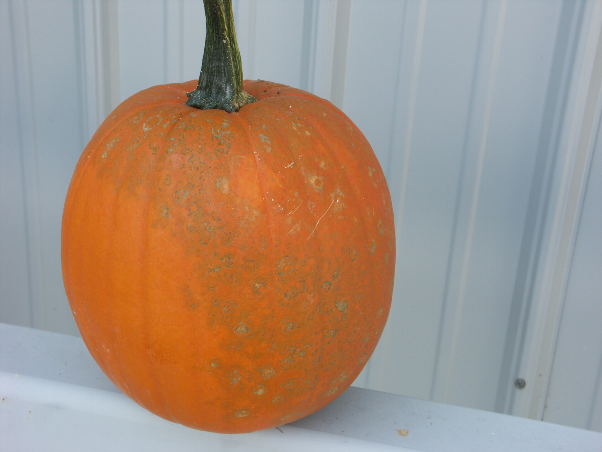 Figure 1. This pumpkin tested positive for Watermelon mosaic virus 2 and zucchini mosaic virus, both potyviruses. Note the sunken, gray, mostly circular lesions.