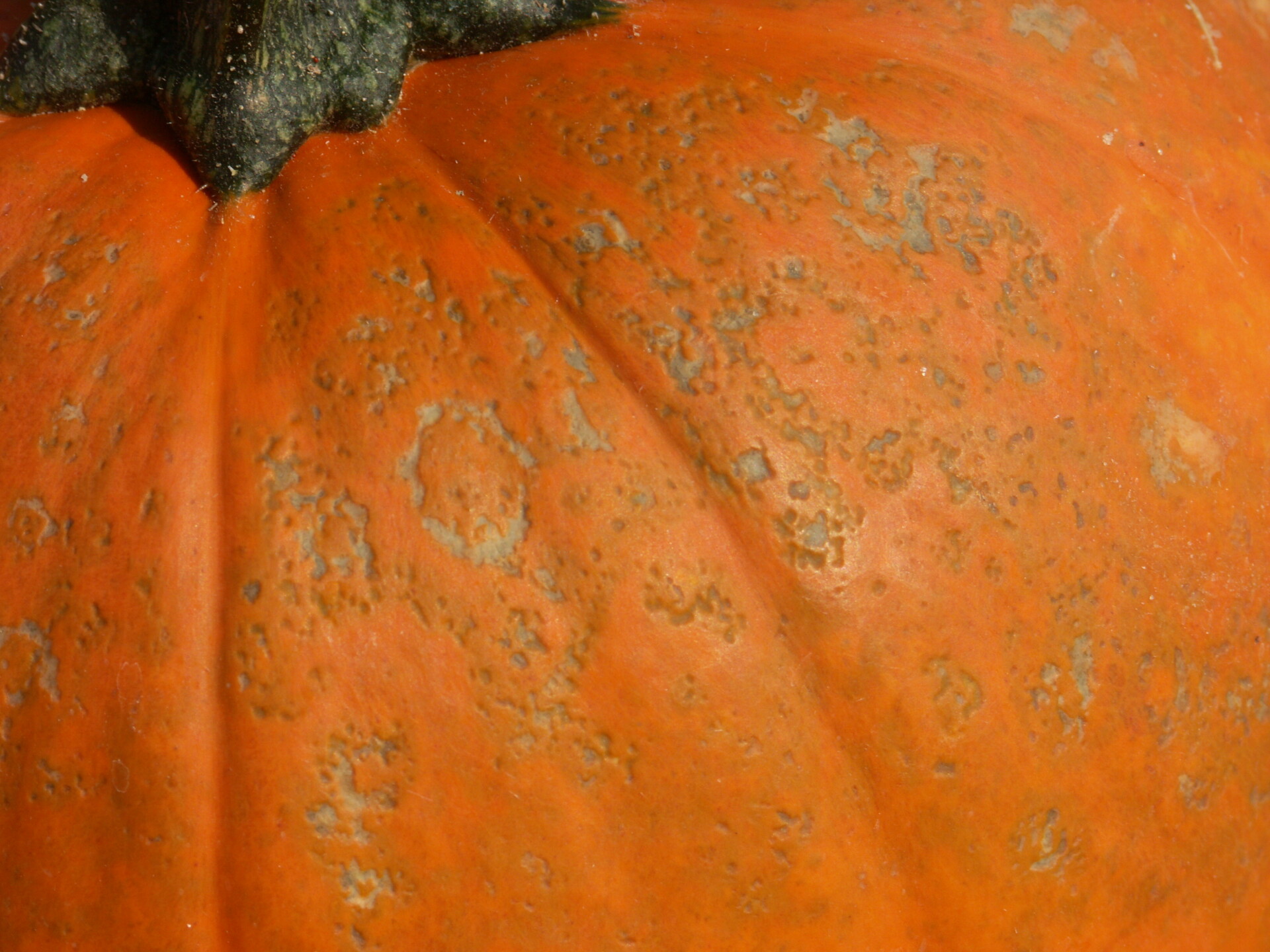 Figure 2. This pumpkin test positive for Watermelon mosaic virus 2 and zucchini mosaic virus, both poty viruses. Note the sunken, gray, mostly circular lesions.