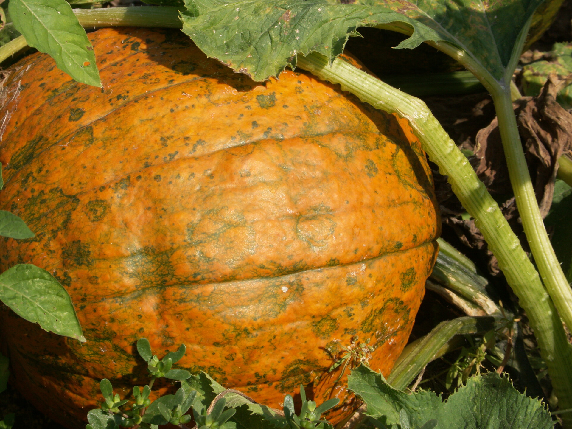 Figure 3. Poty virus on pumpkin.