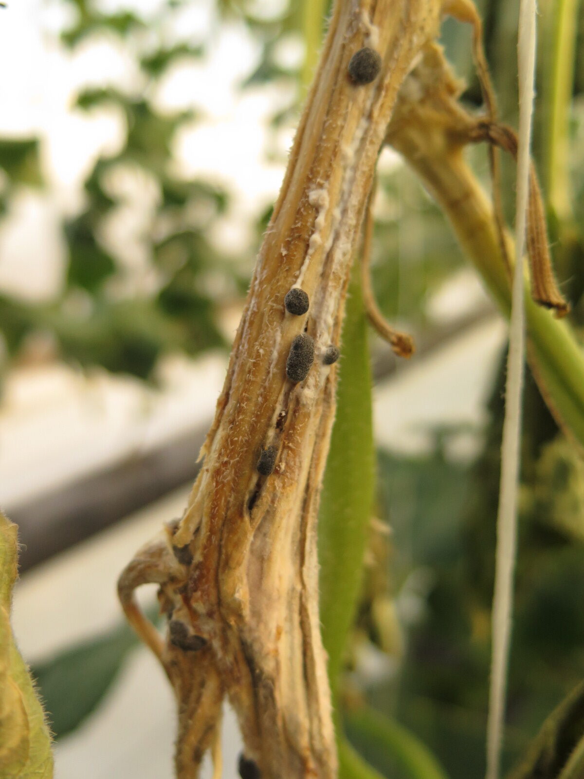 Figure 2. White mold of cucumber