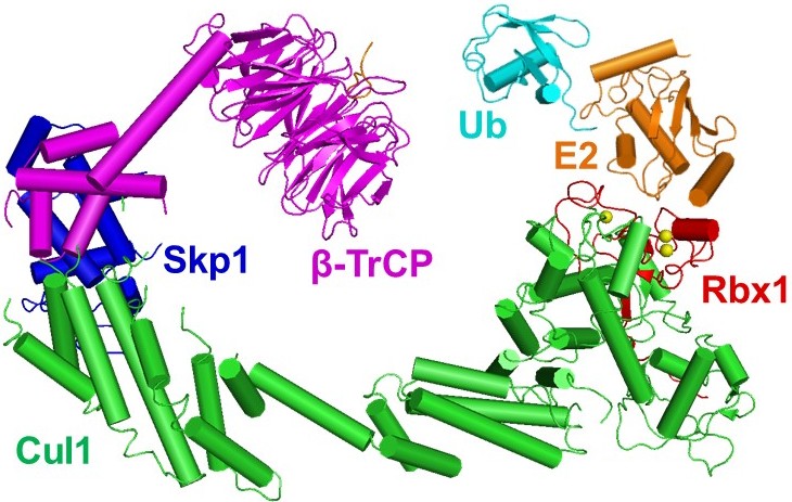 Modified from Wu et al., Mol Cell, 2003